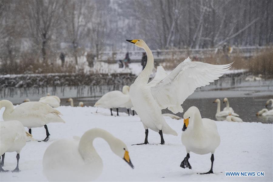 #CHINA-SHANXI-SNOWFALL-SWAN (CN)