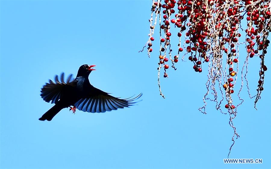 CHINA-FUJIAN-BLACK BULBUL (CN)