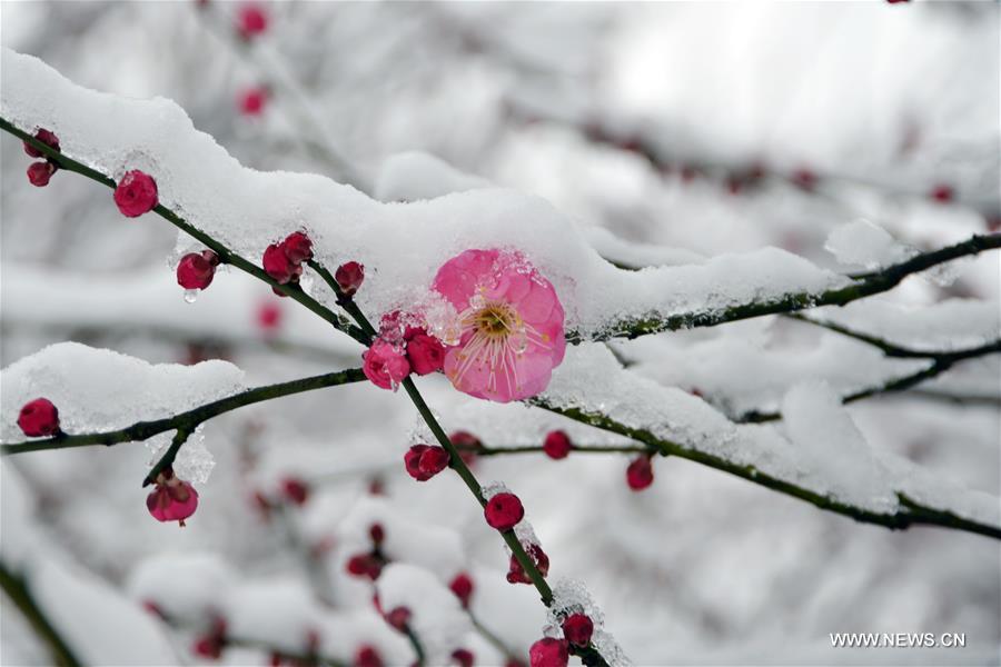 #CHINA-HANGZHOU-RED PLUM (CN)