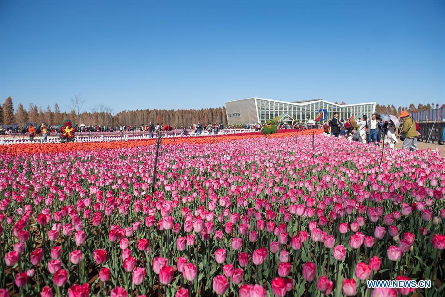 CHINA-YUNNAN-KUNMING-TULIP BLOSSOM (CN)