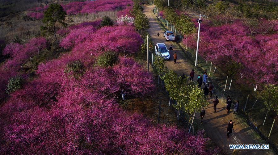 CHINA-ANHUI-RED PLUM BLOSSOM (CN)