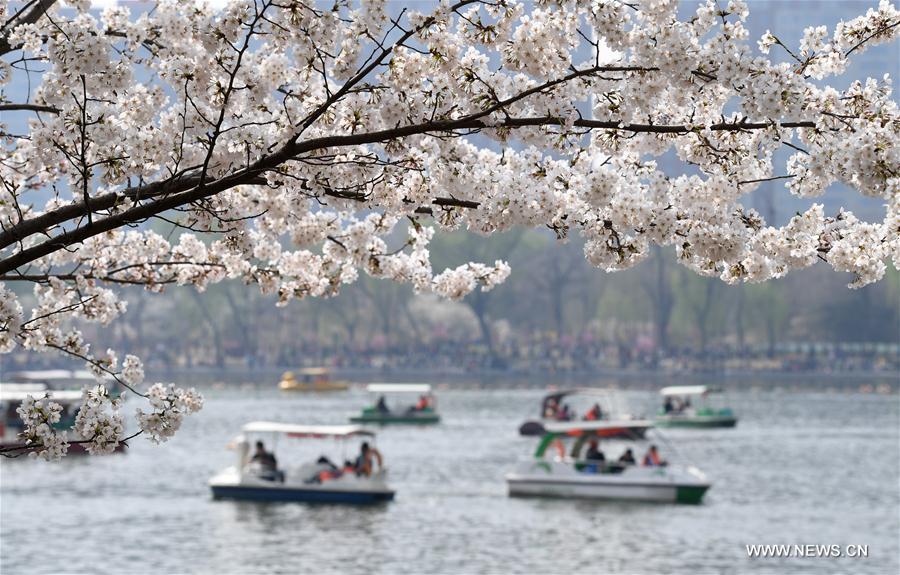 CHINA-BEIJING-CHERRY BLOSSOMS (CN)