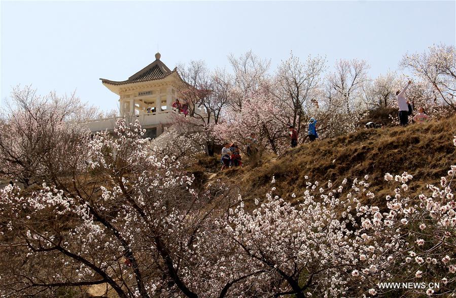 # CHINA-GANSU-SPRING-FLOWER(CN)