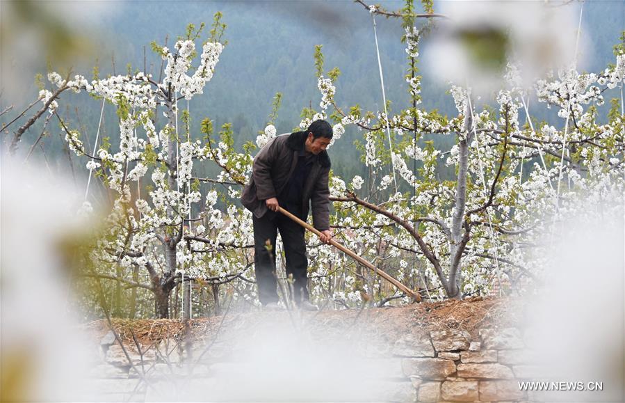 #CHINA-SPRING-FARM WORK (CN)