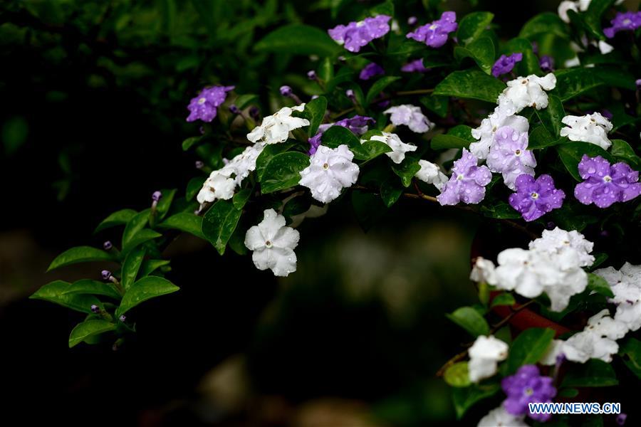 #CHINA-SPRING-FLOWERS (CN)