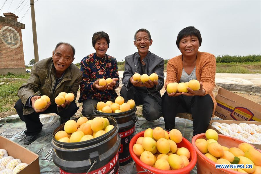 CHINA-SHANXI-APRICOTS-HARVEST (CN)