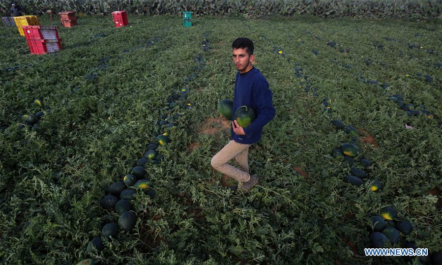 MIDEAST-GAZA-HARVEST-WATERMELON