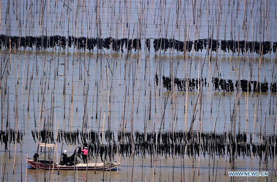 CHINA-FUJIAN-XIAPU-KELP-HARVEST (CN)