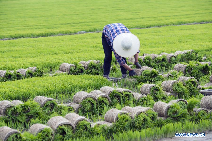 #CHINA-JIANGSU-NANTONG-AGRICULTURE-RICE (CN)