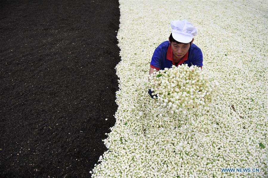 CHINA-GUANGXI-ECONOMY-JASMINE TEA (CN)