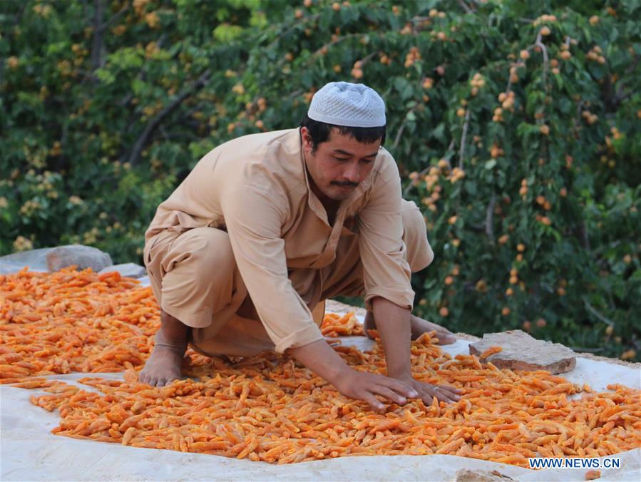 AFGHANISTAN-BAMIYAN-APRICOT FIELD