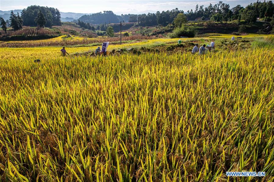 CHINA-AUTUMN-HARVEST(CN)