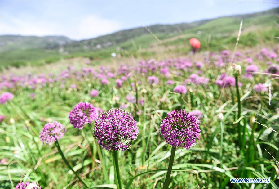 CHINA-GUIZHOU-CHIVE FLOWER (CN)