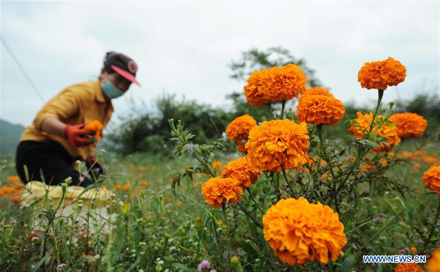 #CHINA-GUIZHOU-MARIGOLD-HARVEST (CN)