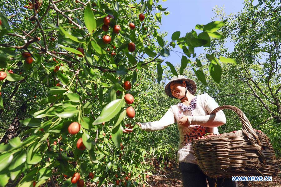 #CHINA-HEBEI-TANGSHAN-JUJUBE-HARVEST  (CN)