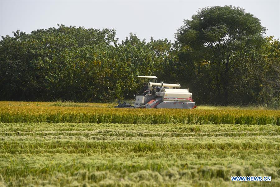 CHINA-ZHEJIANG-HUZHOU-RICE-HARVEST (CN)