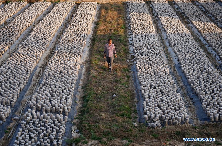 CHINA-SHAANXI-LUOCHUAN-UNDER-FOREST ECONOMY (CN)