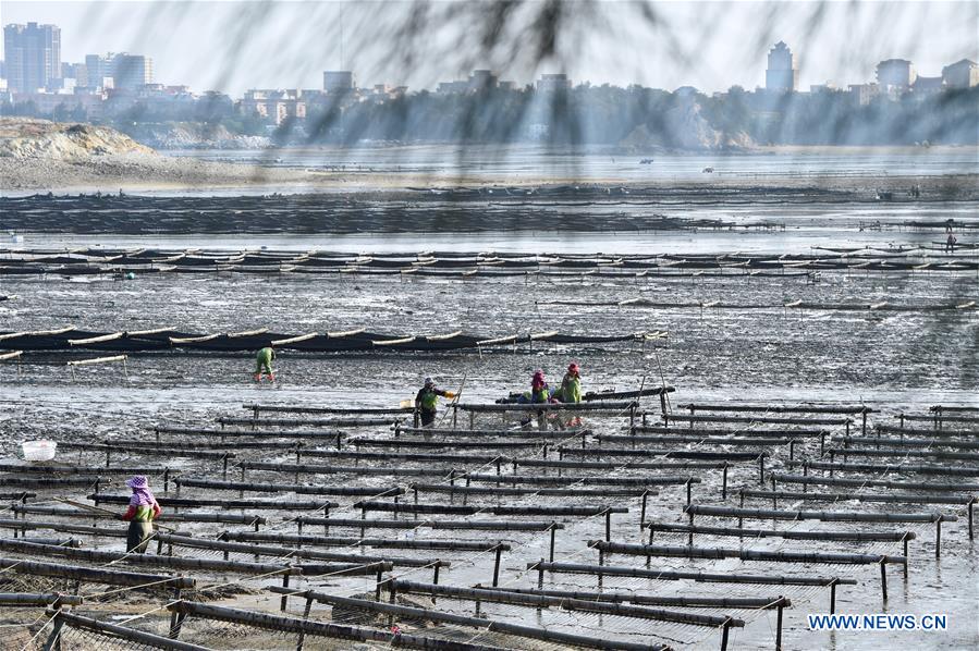 CHINA-FUJIAN-PUTIAN-LAVER HARVEST (CN)