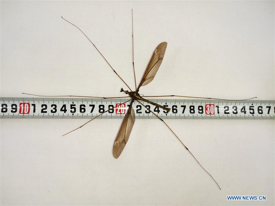 CHINA-SICHUAN-CHENGDU-WORLD'S BIGGEST MOSQUITO (CN)