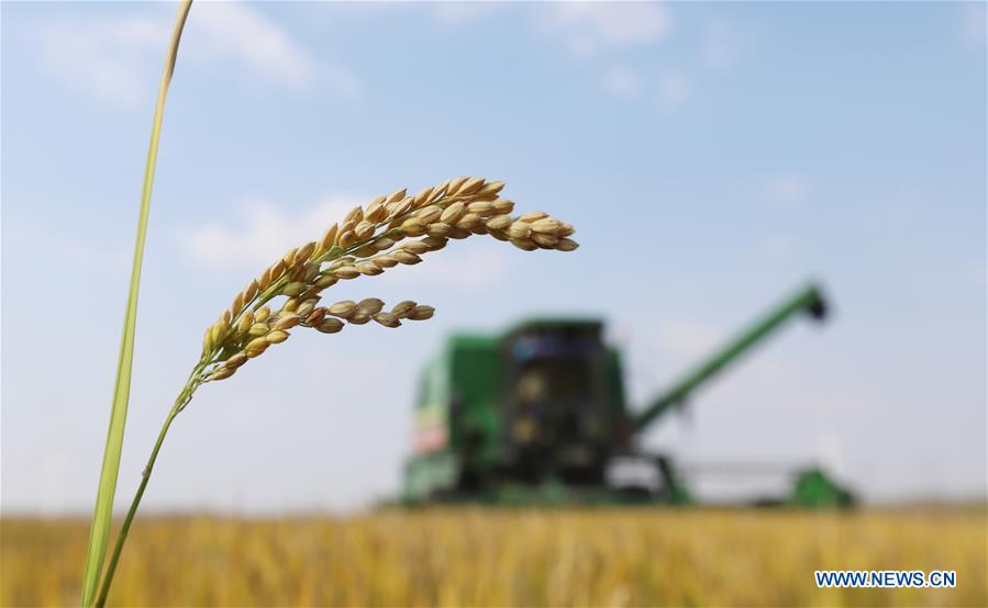 #CHINA-JIANGSU-HARVEST SEASON (CN)