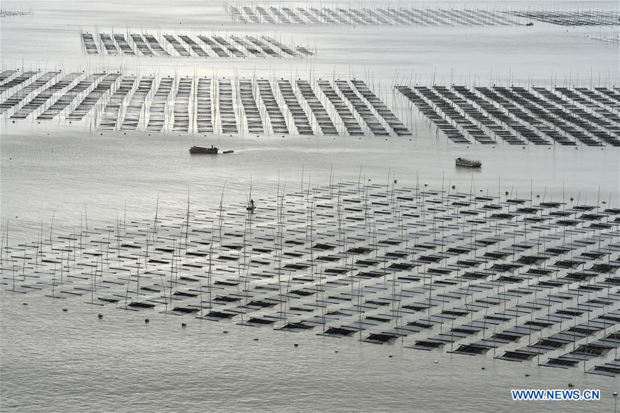 CHINA-FUJIAN-XIAPU-SEAWEED-HARVEST(CN)