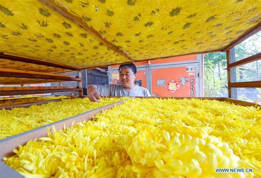 CHINA-HEBEI-CHRYSANTHEMUM (CN)