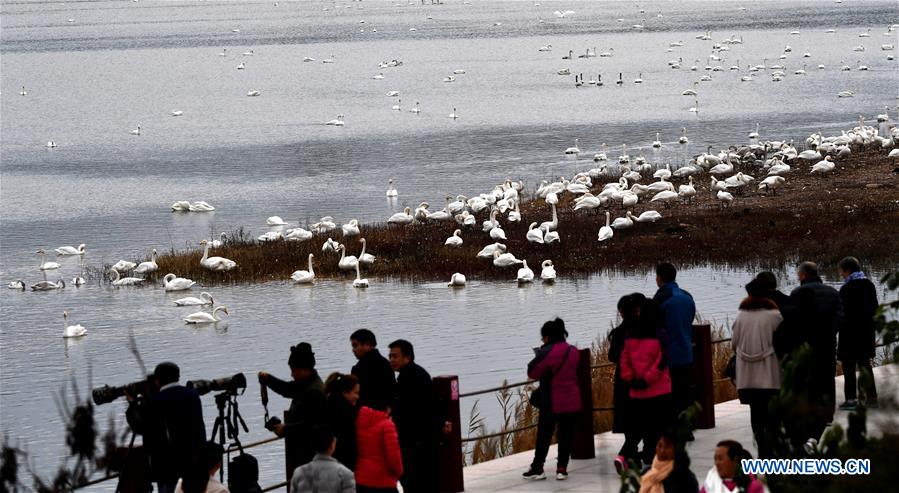 CHINA-HENAN-SANMENXIA-SWANS (CN)