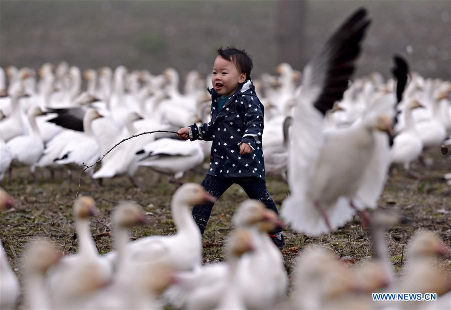 CANADA-RICHMOND-SNOW GEESE