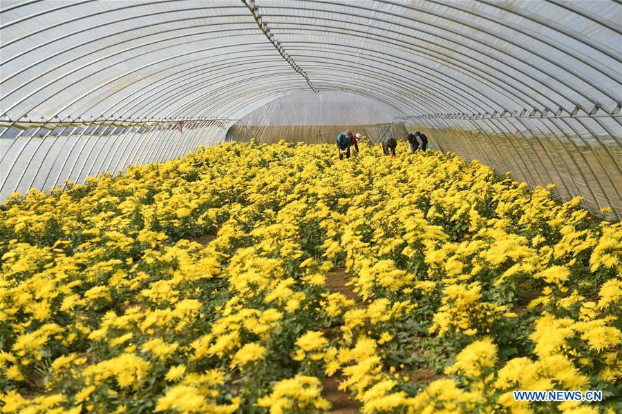 CHINA-HEBEI-CHRYSANTHEMUM PLANTING (CN)