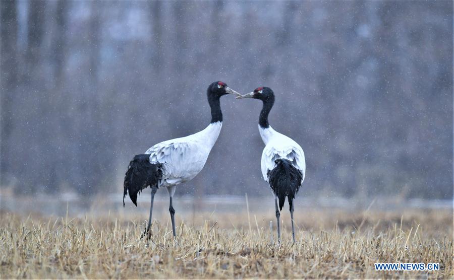 CHINA-TIBET-BLACK-NECKED CRANES (CN)