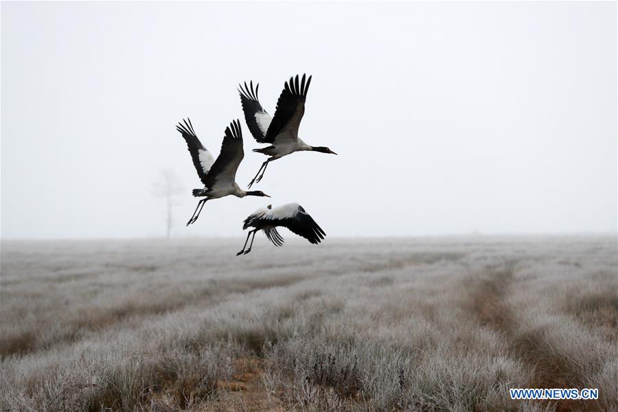 #CHINA-GUIZHOU-BLACK-NECKED CRANE (CN)