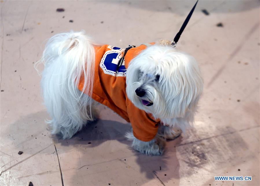 PORTUGAL-LISBON-PET SHOW