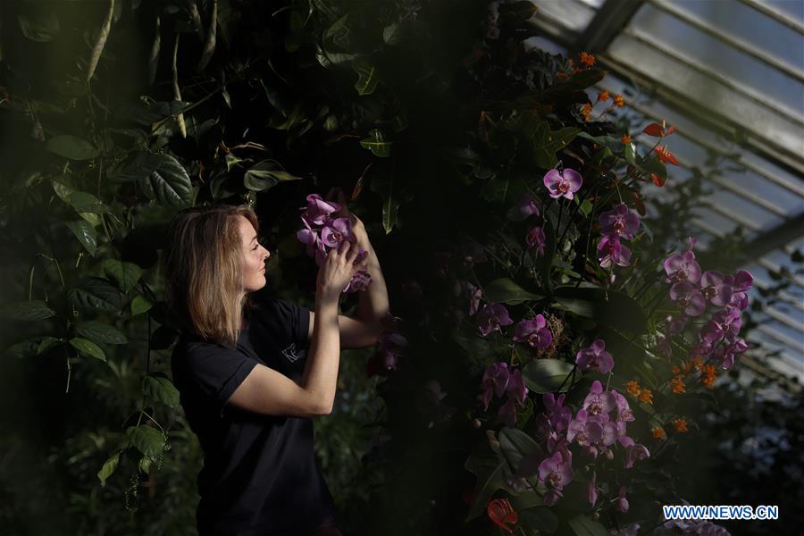 BRITAIN-LONDON-KEW ORCHID FESTIVAL-PRESS PREVIEW