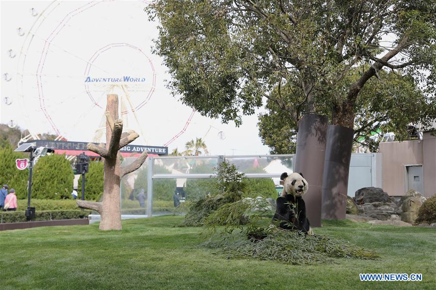 JAPAN-WAKAYAMA-PANDA-VALENTINE'S DAY