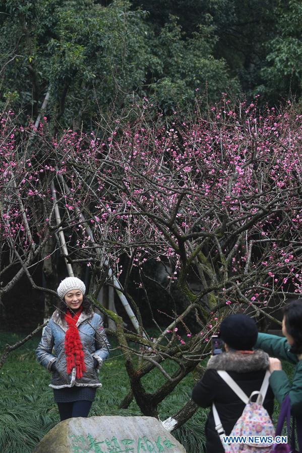 CHINA-ZHEJIANG-SPRING-PLUM BLOSSOM(CN)