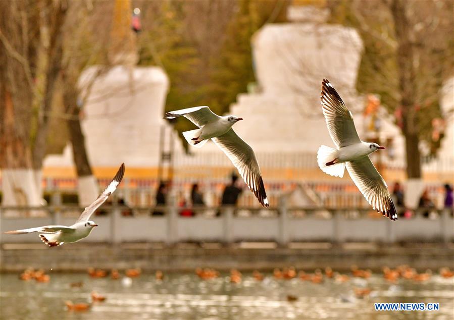 CHINA-TIBET-LHASA-EARLY SPRING (CN)