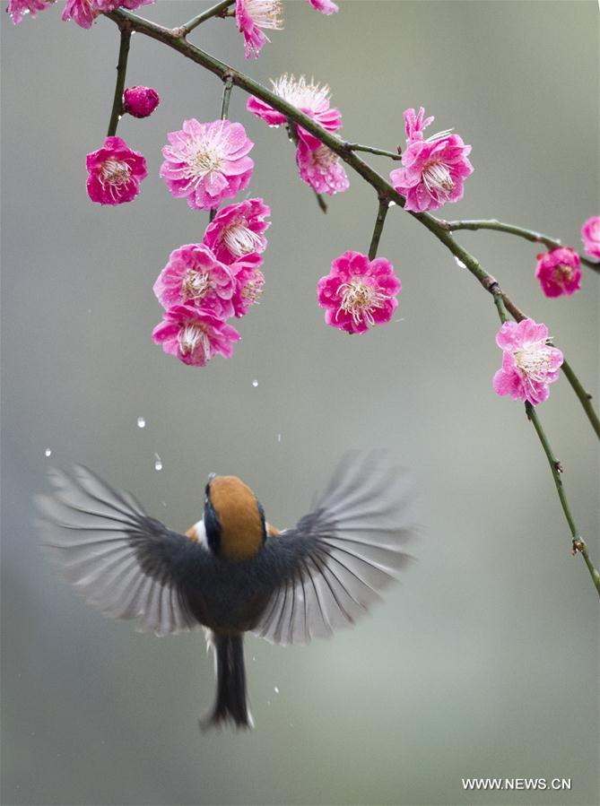 #CHINA-WUXI-PLUM BLOSSOM (CN)