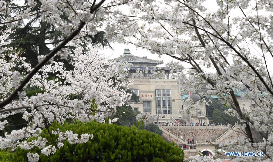 CHINA-WUHAN-CHERRY BLOSSOMS (CN)