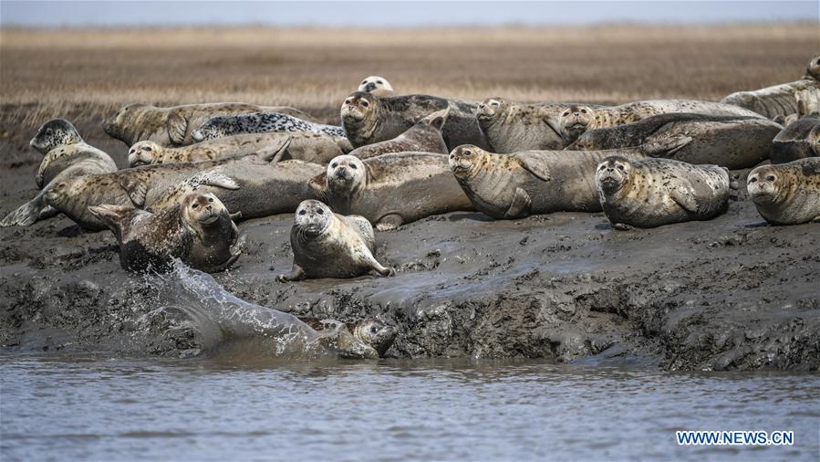 CHINA-LIAONING-PANJIN-SPOTTED SEALS (CN)