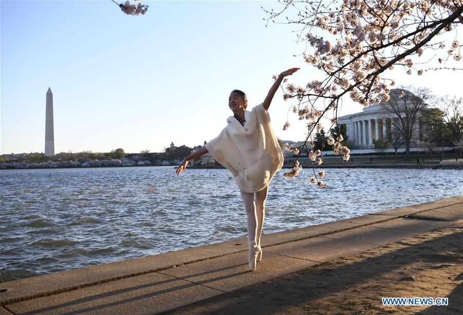 U.S.-WASHINGTON D.C.-CHERRY BLOSSOM