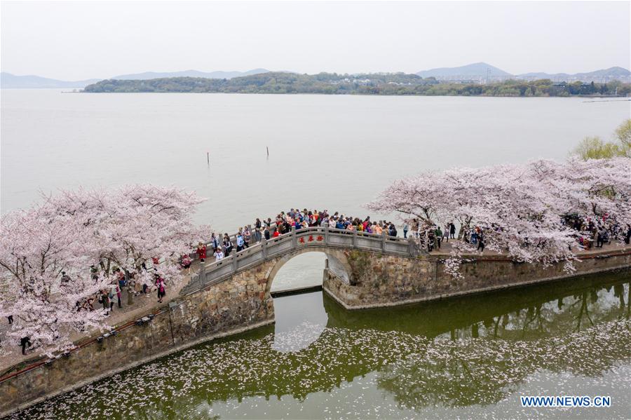 CHINA-JIANGSU-WUXI-CHERRY BLOSSOMS (CN)