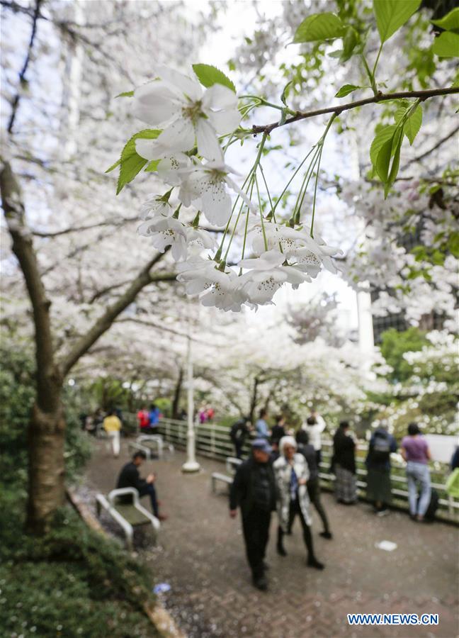 CANADA-VANCOUVER-CHERRY BLOSSOM FESTIVAL