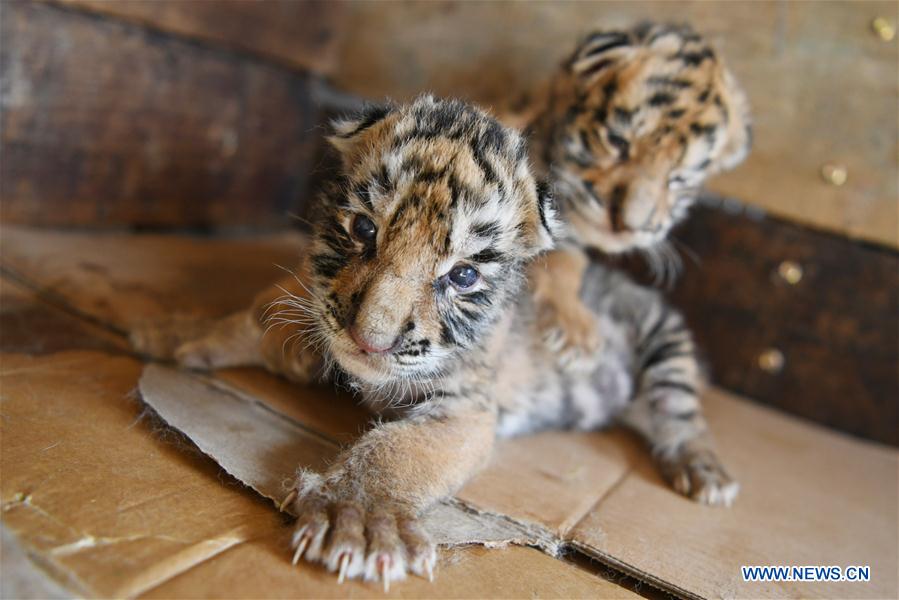 CHINA-HEILONGJIANG-HAILIN-TIGER CUBS (CN)