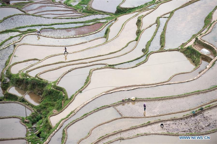 #CHINA-GUYU-AGRICULTURE-FARM WORK (CN)