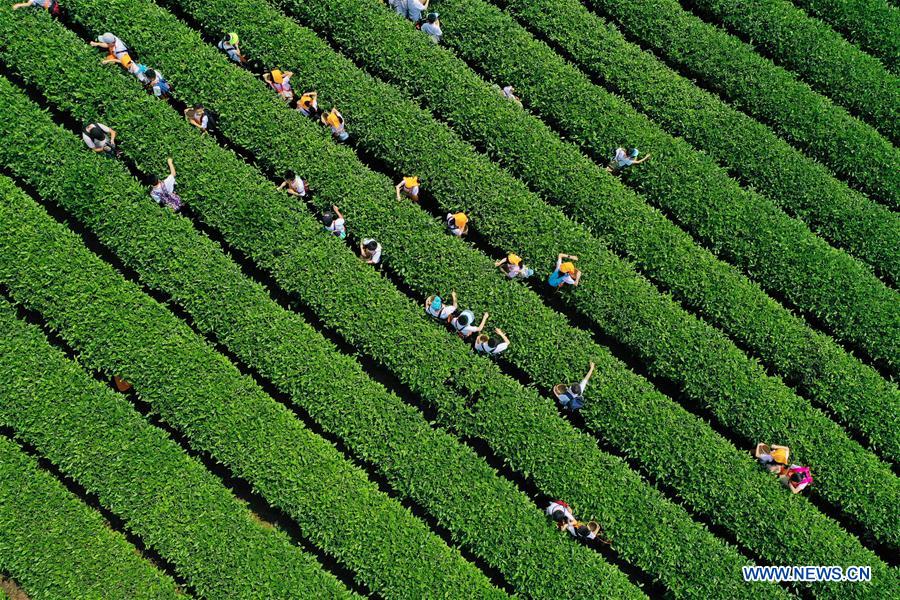 CHINA-CHONGQING-CHILDREN-TEA (CN)