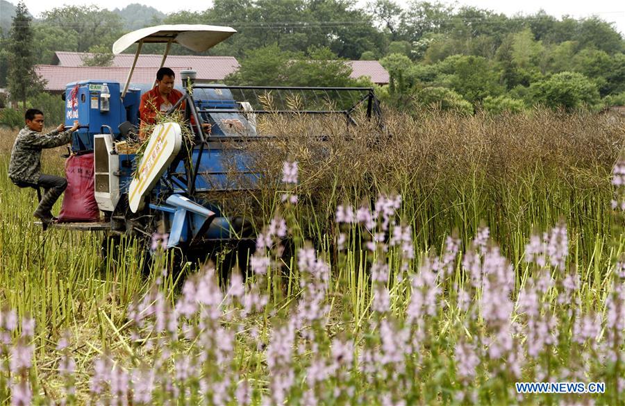 #CHINA-AGRICULTURE-SUMMER-FARM WORK (CN)