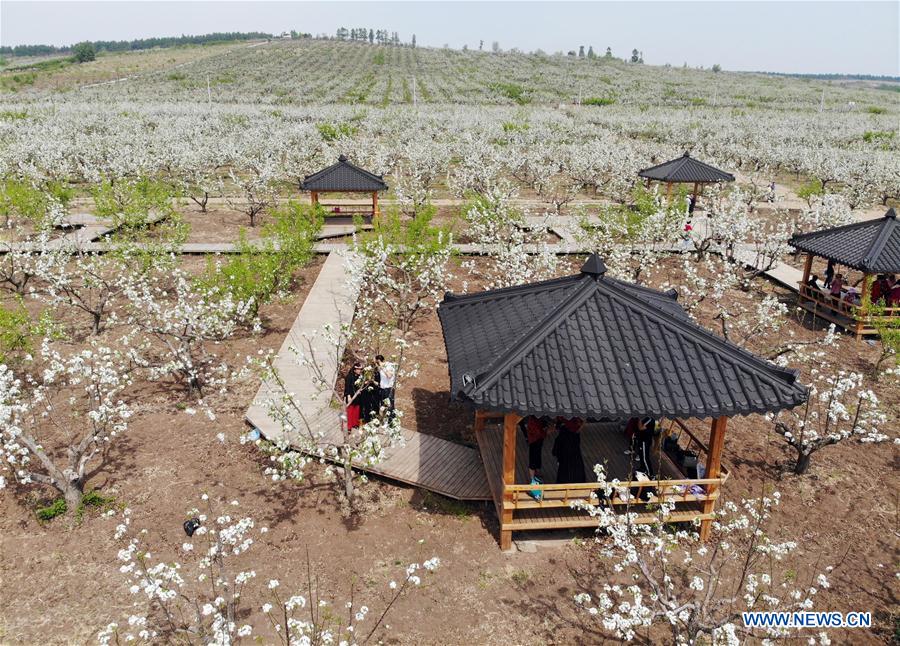 CHINA-JILIN-PEAR ORCHARD (CN)