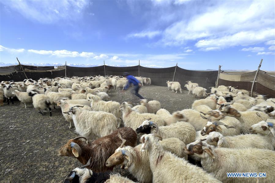 (InTibet)CHINA-TIBET-NAM CO-SHEEP-BIRTH SEASON (CN)