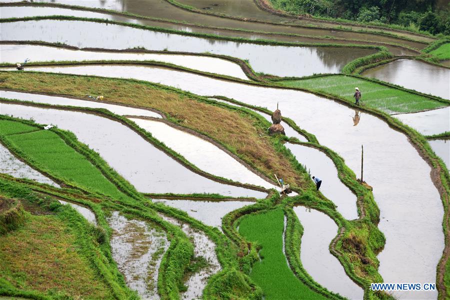 CHINA-GUIZHOU-DANZHAI-TERRACED FIELDS (CN)