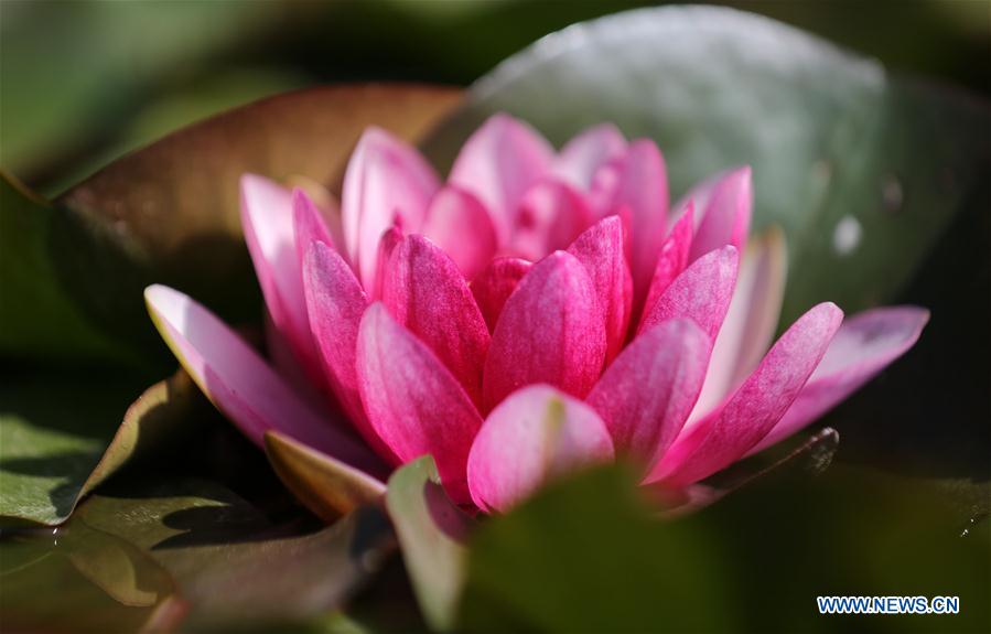 #CHINA-WATER LILY-BLOSSOM (CN)